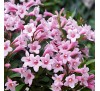 Вейгела цветущая Пинк Поппет (Pink Poppet ®)С2